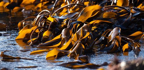 A Glimpse into the Marine Magic of Santa Cruz's Seaweed